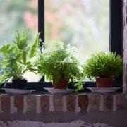 Plantes